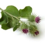 Burdock