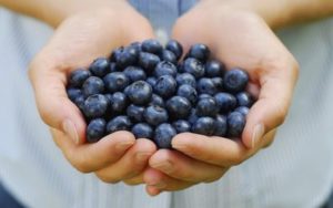 blueberry bread recipes