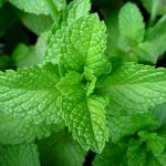Peppermint
