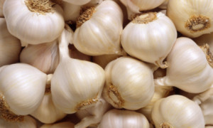 Garlic